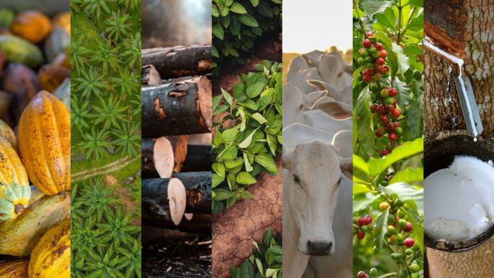 I prodotti target del Regolamento EUDR: cacao, olio di palma, legno, soia, bestiame, caffè e gomma.